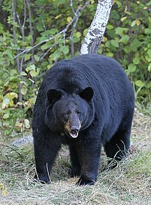 Many bear species, such as the black bear, are typical omnivores.