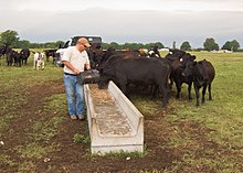 Een boer uit Kansas voert zijn vee.  