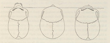 Illustratie van negroïde, Caucasoïde en Mongoloïde schedels van bovenaf gezien (Samuel George Morton, 1839)