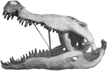 Esta reconstrução do crânio, exposta no Museu Americano de História Natural por quase meio século, é provavelmente a mais conhecida de todos os fósseis de Deinosuchus. As porções mais escuras e sombreadas são osso fóssil real, enquanto as porções claras são de gesso.