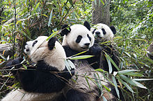 Pandas in Chengdu Reserve, Sichuan Province, 2011