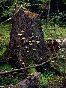 Grybas ant medžio kelmo Belovežo girioje, viename iš paskutiniųjų iš esmės nepažeistų senųjų miškų Vidurio Europoje
