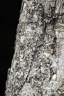 Um lagarto Draco que mostra camuflagem, correspondência de fundo, redução de sombra e ocultação. Parque Nacional Bandipur