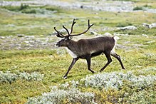 Reindeer are found in the north of Finland