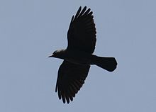 A jackdaw in flight