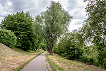 Trees along the Moselle cycle path