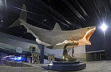 16 meter long plastic living reconstruction of Megalodon, in the foreground a jawbone
