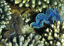 Giant clams are with up to 140 cm length and 400 kg weight the largest still living mussels