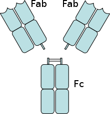 Antibody digested with papain (two 50-kDa Fab fragments and one 50-kDa Fc fragment)