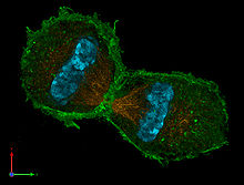 3D zobrazení živé buňky během procesu mitózy, příklad autopoietického systému.  