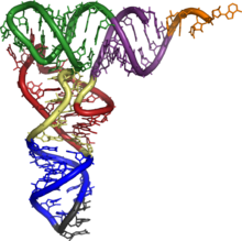 Moleculair model van een tRNA-molecule. Crick voorspelde dat dergelijke adaptormoleculen verbindingen zouden kunnen vormen tussen codons en aminozuren.