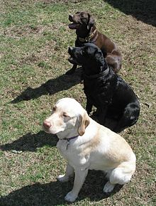 Labradors bestaan in drie kleuren