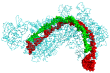 CRISPR Cascade -proteiini (syaani) sitoutuneena CRISPR RNA:han (vihreä) ja faagin DNA:han (punainen).  