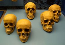 Left two female skulls, right three male skulls
