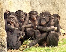 Bonoboer er mindre aggressive end chimpanser  