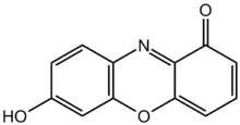 Lakmuskomponenttien kromoforin, 7-hydroksifenoksatsonin, kemiallinen rakenne.  