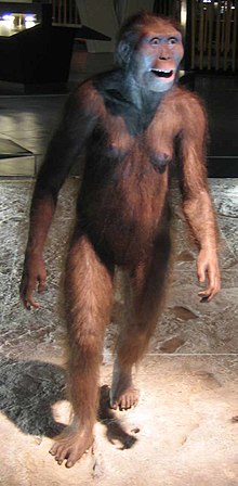 Model van de australopithecus Lucy in het museum van Barcelona  
