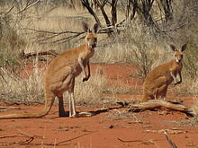 Kanguru merah di Angas Downs.
