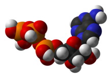 Estrutura do trifosfato de adenosina (ATP), um intermediário central no metabolismo energético