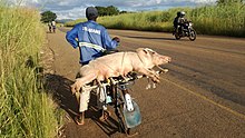 Człowiek niosący świnię na rowerze w Zambii