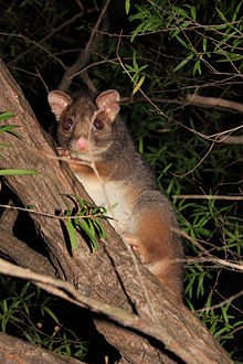 Possum Ringtail di notte. Gli opossum si trovano spesso nelle città di notte