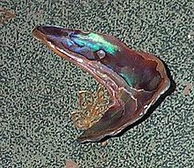 Een stukje abalone schelp