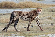 Cheetah in Ngorongoro Crater, Tanzania