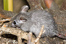Rato espinhoso no Zoológico de Leipzig