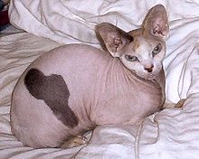 Breeding for certain breed characteristics can produce sick, deformed, "overbred" individuals, see also Torment Breeding - Photo: Naked Cat