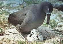 Albatrosser tager sig af deres unger, indtil de er blevet store nok til at forsvare sig selv.  