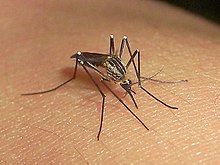 Ectoparasite (mosquito) on the skin of a human being