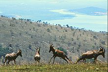 Topis στο Εθνικό Πάρκο Akagera