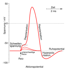 Course of the action potential