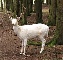 Albino fallow deer