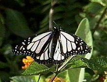 Um monarca de forma branca no Havaí