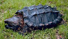 The carapace (dorsal shield) of a vulture turtle