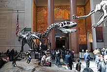 Hungriger Allosaurus begrüßt ankommende Besucher in der Haupthalle des Museums