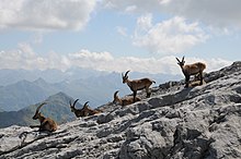 Alpine ibex in the Rätikon