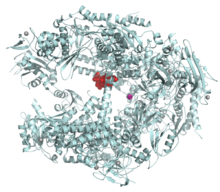 Estructura de la ARN polimerasa II eucariótica (azul claro) en complejo con la α-amanitina (rojo), un fuerte veneno que se encuentra en los hongos de la muerte y que se dirige a esta enzima vital