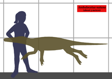 Größe des Ambulocetus, verglichen mit einem Menschen.