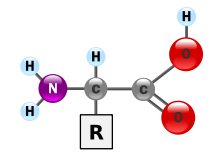Basic structure of α-amino acids (residue R is a H atom in the case of glycine).