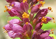 Na maioria das Amorpheae, as flores não são papilionáceas, como se vê aqui neste Amorpha fruticosa.