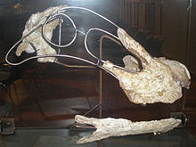 Crâne de l'Ampelosaurus atacis