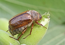 June beetle (Amphimallon solstitiale)