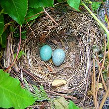Questo è un nido di merlo. Una volta che le uova si sono schiuse e se ne sono andate, l'uccello non userà più il nido.