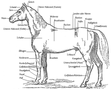 Anatomy of a stallion