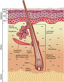 Schematic cross section through the skin with hair follicle.