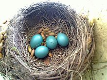 Nest met eieren