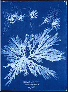 Cyanotypie, Dictyota dichotoma, kirjoittanut Anna Atkins.  