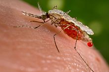 Una zanzara Anopheles stephensi poco dopo aver ottenuto il sangue da un umano (la goccia di sangue viene espulsa come eccedenza). Questa zanzara è un vettore della malaria. La lotta contro le zanzare nelle zone con la malaria combatterà efficacemente la malaria.